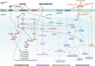 Ghrelin-Mediated Regeneration and Plasticity After Nervous System Injury